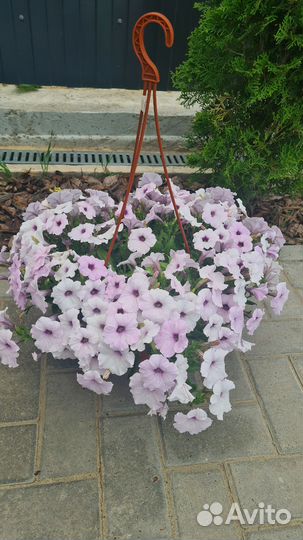 Петуния ампельная