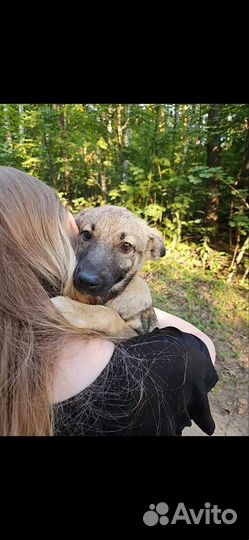 Собака в добрые руки щенок