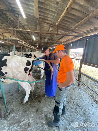 Осеменение коров и телок в лпх