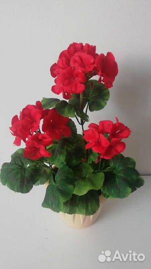 Герань (пеларгония)