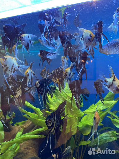 Рыбки скалярии