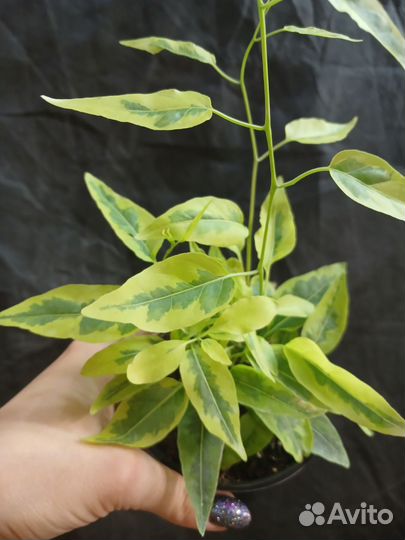 Паслен жасминовидный вариегатный