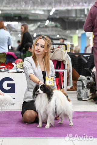 Фален кобель для вязки