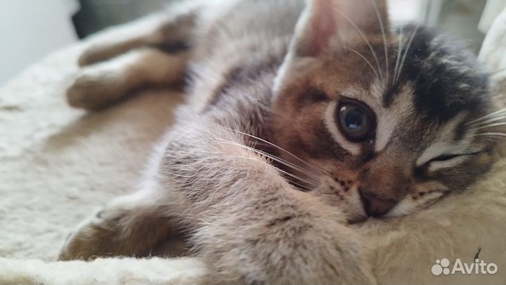 Абиссинские котята