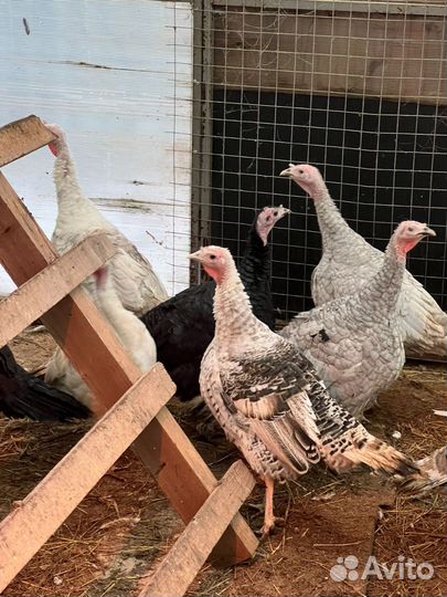 Индюки домашние живым весом