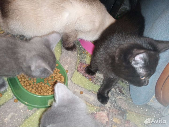 Котята в добрые руки бесплатно