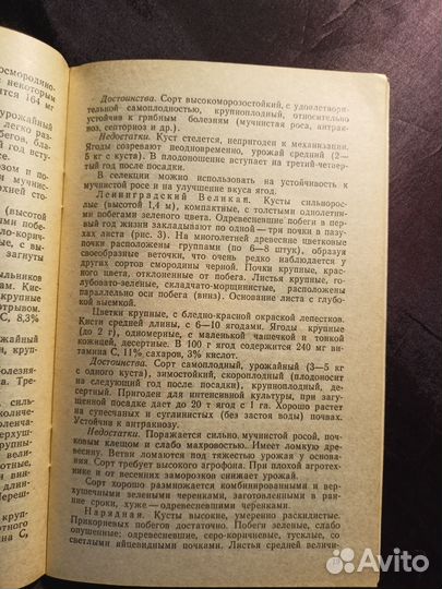 Смородина черная в саду 1995 М.Бохонова