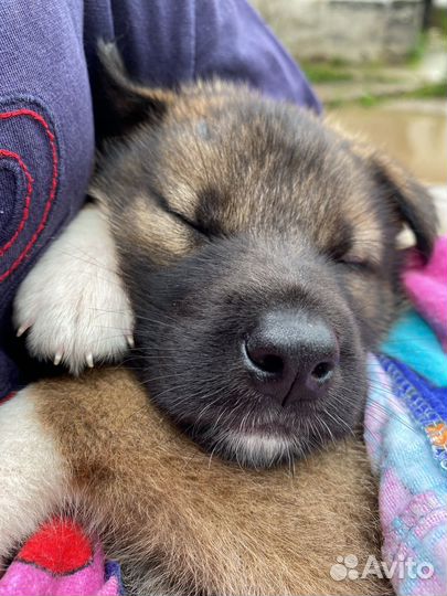 Щенок в добрые руки