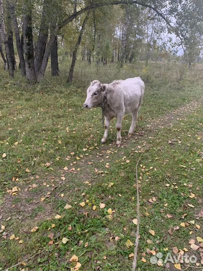 Продам телочку