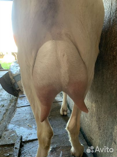 Зааненско-нубийские козы