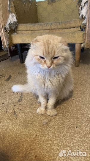 Отдам в самые лучшие руки