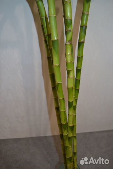Комнатный бамбук. Комнатные цветы. Растения