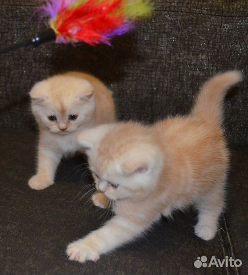 Два тигренка)