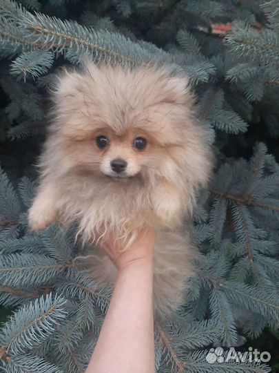 Шпиц померанский