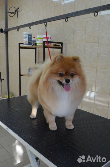 Стрижка собак и кошек