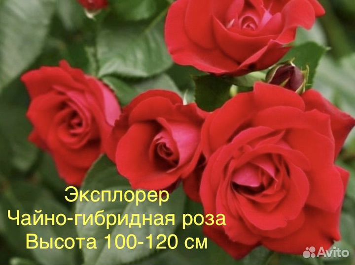 Саженцы роз