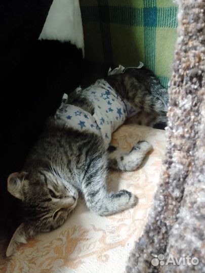 Отдам в добрые руки