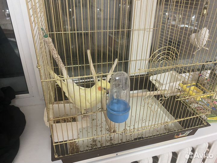 Попугаи карелла мальчик и девочка