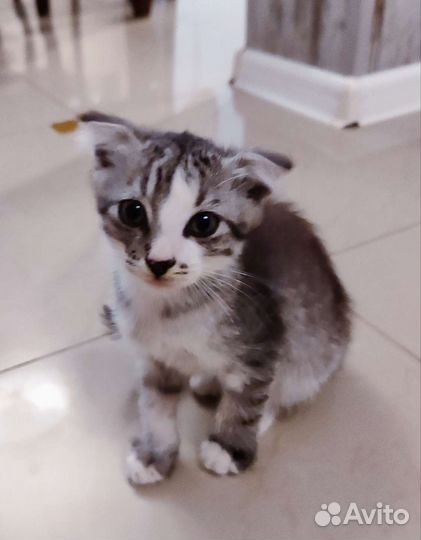 Котята сказочной красоты в дар