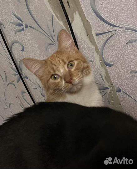 Котик в поисках дома