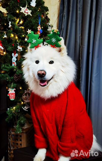 Кинолог с передержкой