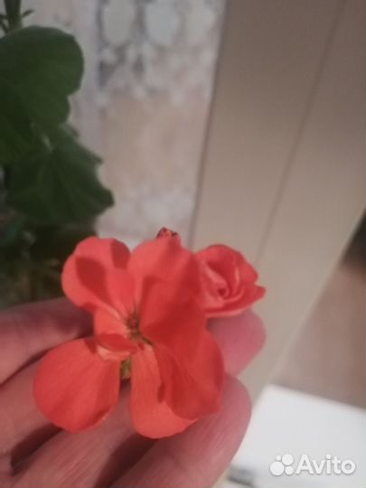 Пеларгония герань