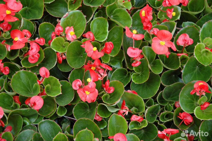 Многолетники, бегония