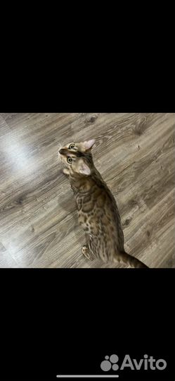 Бенгальская кошка