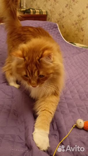 Кот в добрые руки