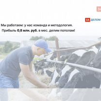 Животноводческое агентство в городе, Оттава