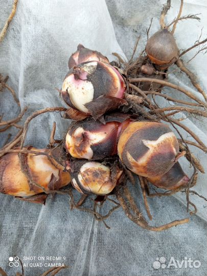 Растения уличные