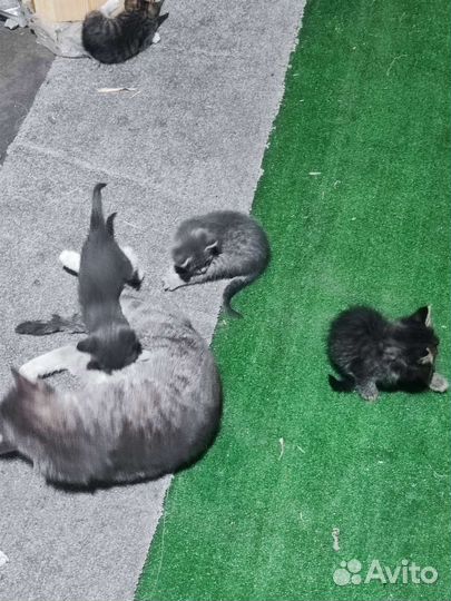 Котята без оплаты