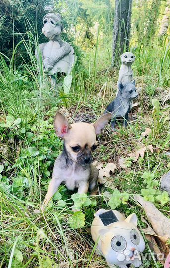 Ева -самая красивая мини чишечка