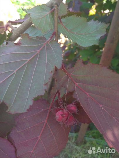 Орешник крастнолистный (фундук)