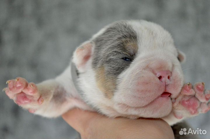 Английский бульдог