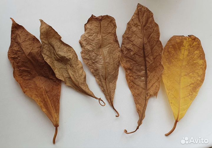 Листья миндаля (Terminalia) для аквариума