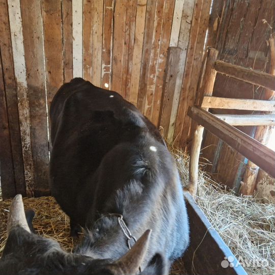 Овцы и телка