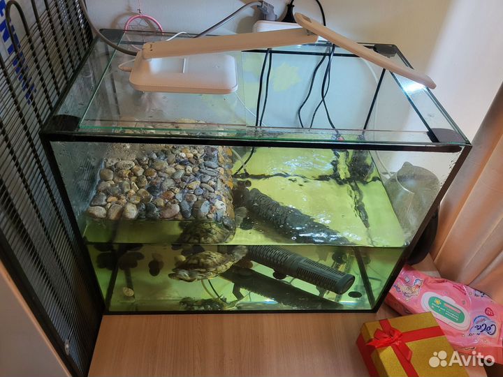 Черепаха с аквариумом
