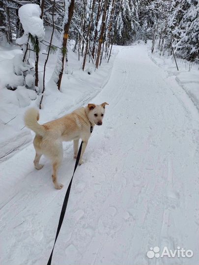 Атос ищет дом