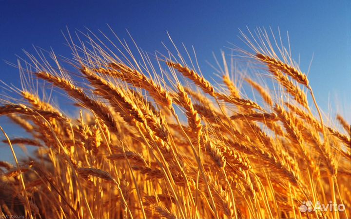 Пшеница, ячмень, горох, кукуруза