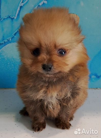 Маленькая собака