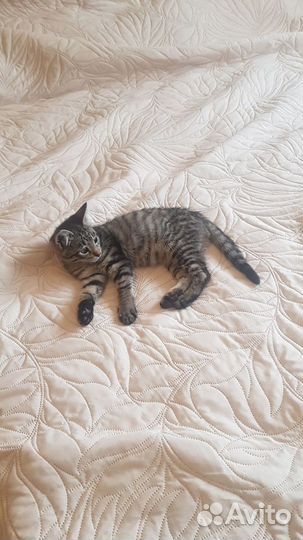 Кошка