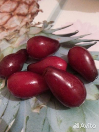 Кизил крупный грушевидный