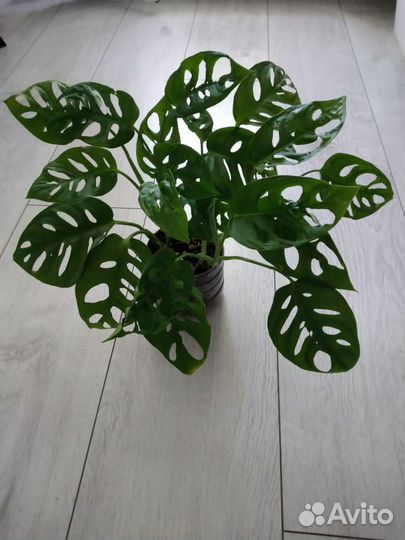 Монстера манки маск