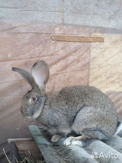 Кролики породы фландр