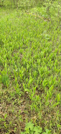 Участок 20,5 сот. (СНТ, ДНП)