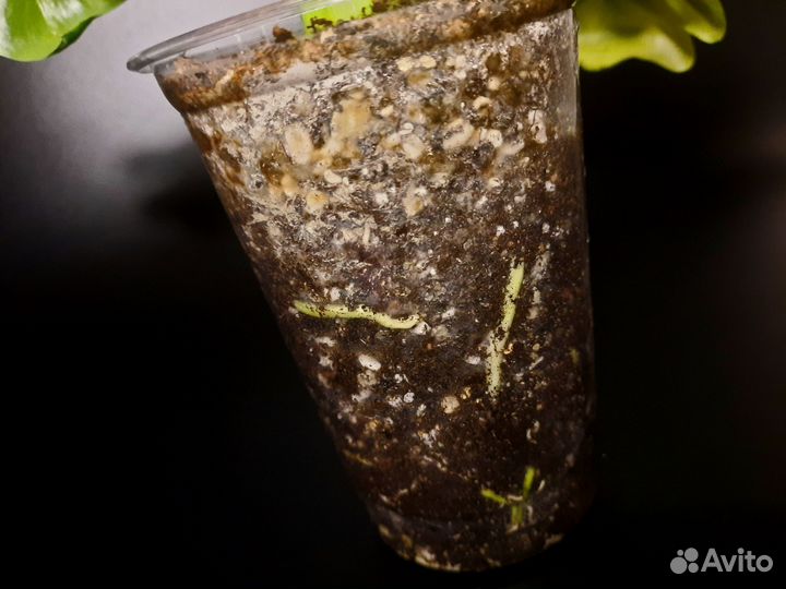 Филодендрон атом