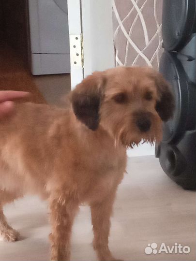 Собака в добрые руки отдам бесплатно