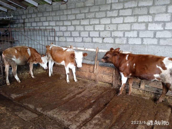 2 тëлки1бычок