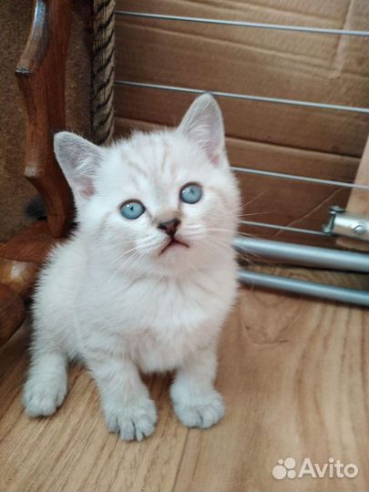 Шотландские котята
